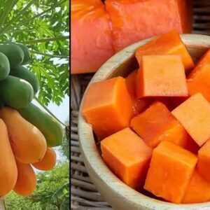 বামন পেঁপে ফলের বীজ ১ প্যাকেটের মূল্য