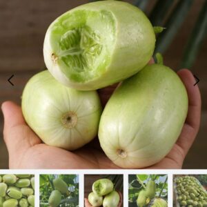 ১ প্যাকেট সাদা শসা বীজ