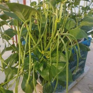 ৩ রকম বরবটি প্যাকেজ