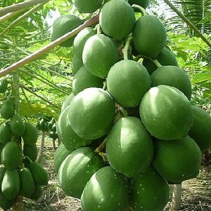 ২ প্যাকেট বাপন পেঁপে বীজ