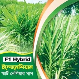 স্মার্ট নেপিয়ার ঘাস ২ কেজির দাম ১৬০০ টাকা